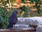 Blackbird eating a caterpillar