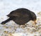 Blackbird eating food in wintertime in the garden. Blackbird wintertime in the garden.