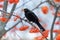 Blackbird eating the fruit