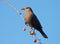 A blackbird eating fruits in an apple tree