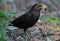 Blackbird eating worm