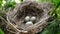 Blackbird eggs