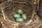 Blackbird eggs in a nest