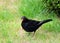 Blackbird, emerging from shrubbery, watching.