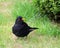 Blackbird, emerging from shrubbery, watching.