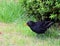 Blackbird, emerging from shrubbery, watching.