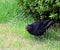 Blackbird, emerging from shrubbery, watching.