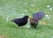 Blackbird feeding a fledgeling on the ground