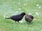 Blackbird feeding a fledgeling on the ground