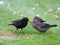 Blackbird feeding a fledgeling on the ground