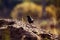 Blackbird feeds on a pile of steam grain
