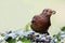 Blackbird female bird observing eating berries. Black brown blackbird songbird perched and eating berries fruits on garden