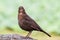 Blackbird female bird sitting on stone rock. Black brown songbird sitting and singing on rock out focus green bokeh background