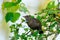 Blackbird female sitting on a branch. Looking for food.