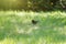 Blackbird foraging in green grass