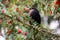 Blackbird foraging on red berries