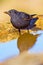 Blackbird, Forest Pond, Mediterranean Forest, Spain