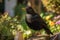 A blackbird in the garden that keeps order created with generative AI technology