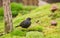 Blackbird on green moss