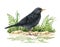 Blackbird on the ground watercolor illustration. Realistic turdus merula image. Blackbird wildlife animal on the ground