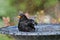 Blackbird having a bath