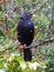 Blackbird on hawthorn branch with winter berries