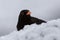 Blackbird hiding behind heap of snow in winter.