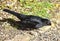 Blackbird looking for food in a garden