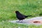 A Blackbird Looks For A Meal In The Lush Grass