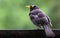 Blackbird male bird observing sitting on stone. Black blackbird songbird sitting on rock with out of focus green bokeh background