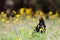 Blackbird male bird sitting eating on green grass floor Turdus merula between yellow dandelion flowers. Black songbird singing