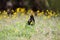 Blackbird male bird sitting eating on green grass floor Turdus merula between yellow dandelion flowers. Black songbird singing