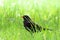 Blackbird male bird sitting on green grass floor. Black songbird sitting and singing grass with out focus green bokeh background