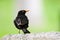 Blackbird male bird sitting on stone rock. Black songbird sitting and singing on rock with out of focus green bokeh background