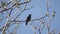 Blackbird. A male singing in a tree on a spring evening.