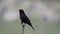 Blackbird. Male on a stick on a spring evening. Turdus Merula