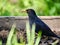 Blackbird with mouthful earthworm in the raised bed