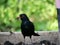 Blackbird with mouthful earthworm in the raised bed