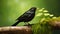 Blackbird Perched On Branch: Captivating Nature Photography