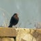 Blackbird perched gracefully on a rustic low stone wall