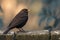 Blackbird perched gracefully on a rustic low stone wall