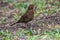 Blackbird perched on the ground, holding wriggling worms in its beak.