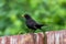 A blackbird perched on a wooden fence