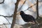 Blackbird perching on tree`s branch singing song