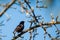Blackbird perching on tree`s branch singing song