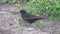 A blackbird searches for and eats a May bug. Video details