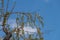 Blackbird singing on cherry tree branch with white bloom