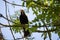 Blackbird singing loudly in a tree