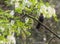 Blackbird singing on a tree