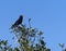 Blackbird singing in treetop against blue sky background